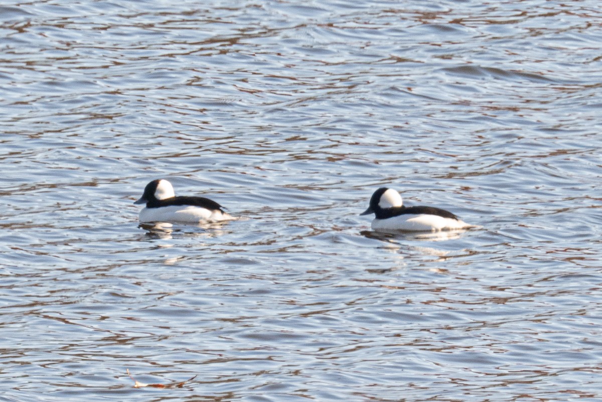 Petit Garrot - ML645017427