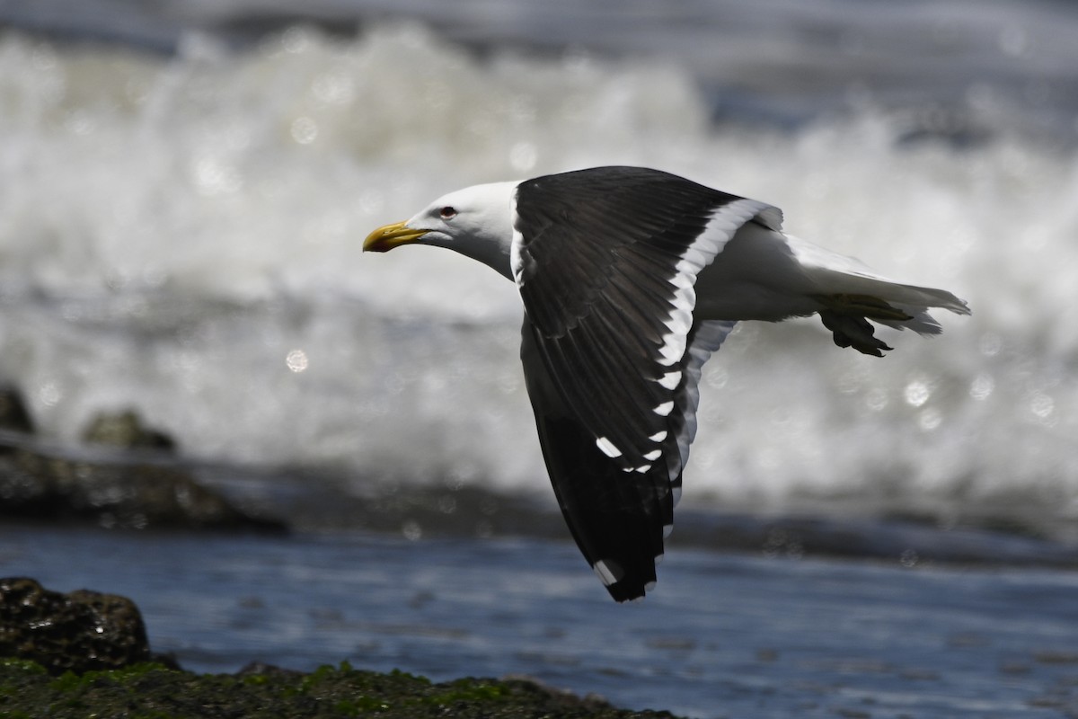 Kelp Gull - ML645017430