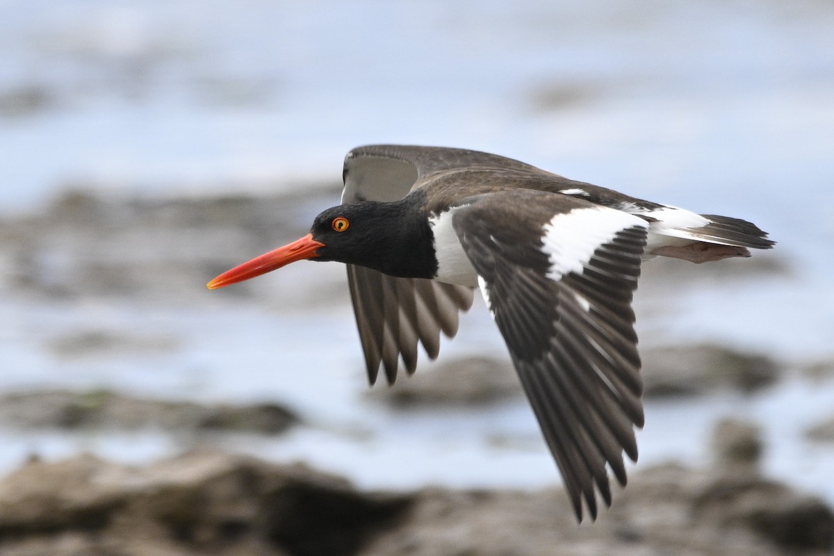 American Oystercatcher - ML645017441