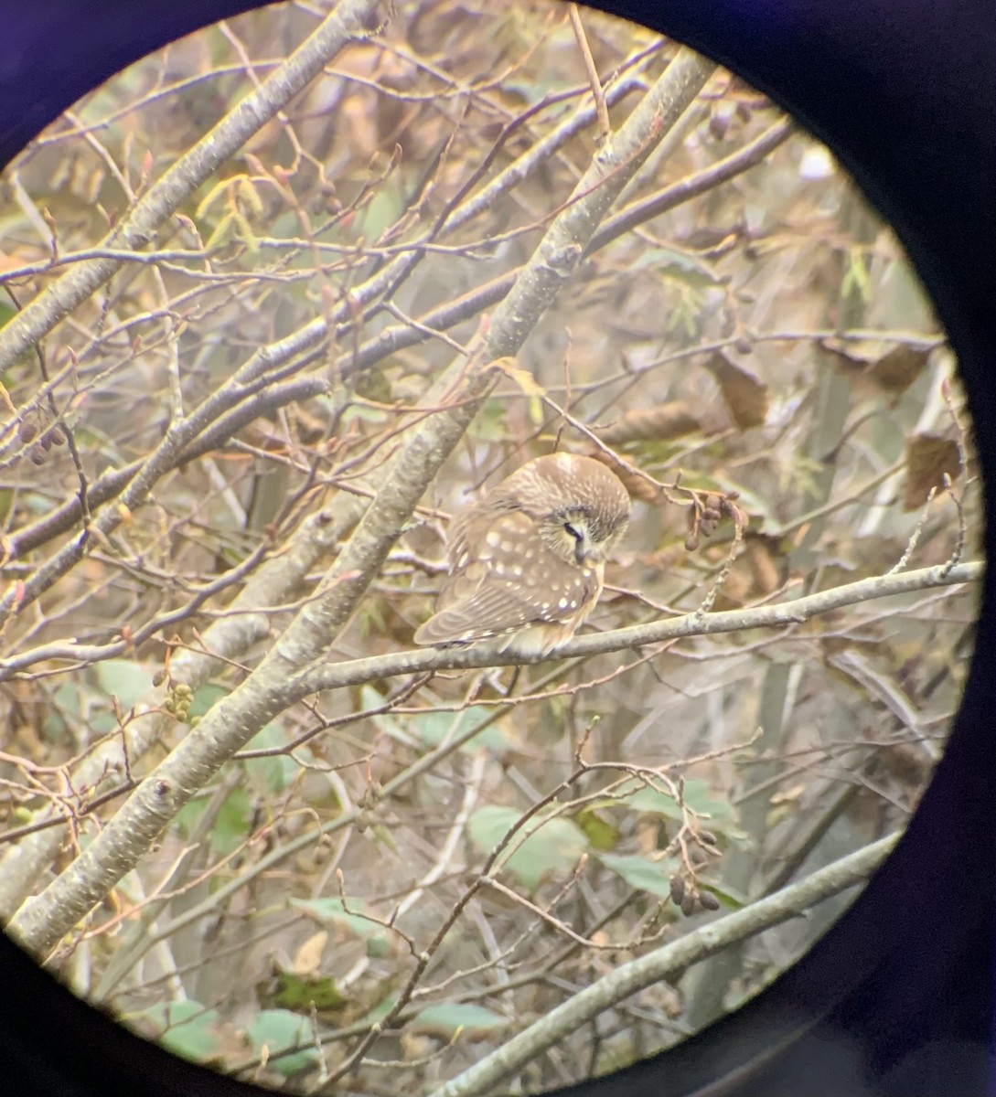 Northern Saw-whet Owl - ML645017448