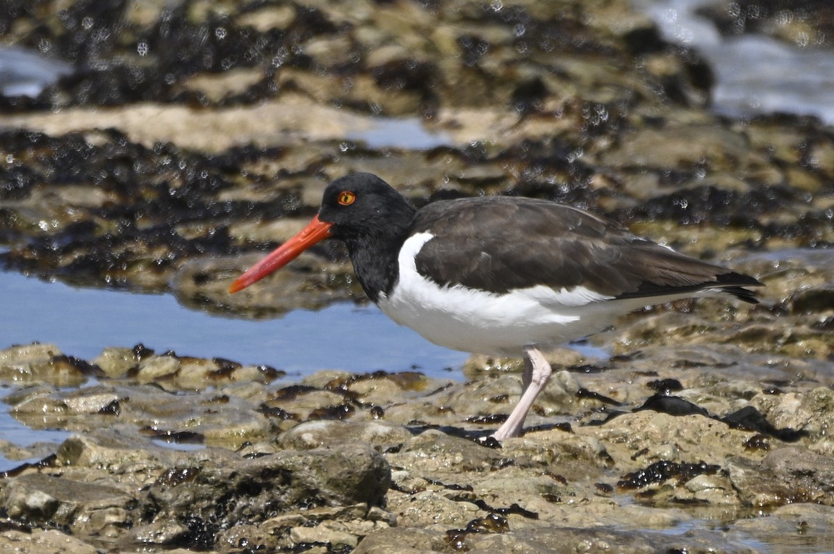 American Oystercatcher - ML645017453