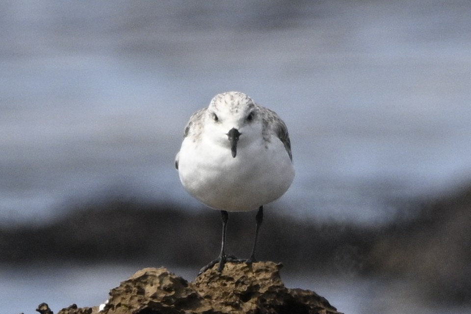 Sanderling - ML645017459