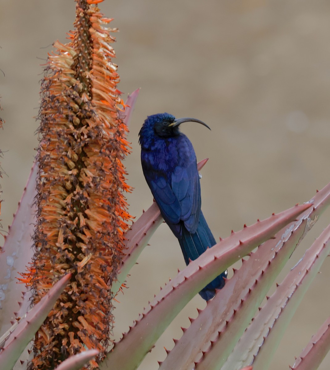 Common Scimitarbill - ML645017460