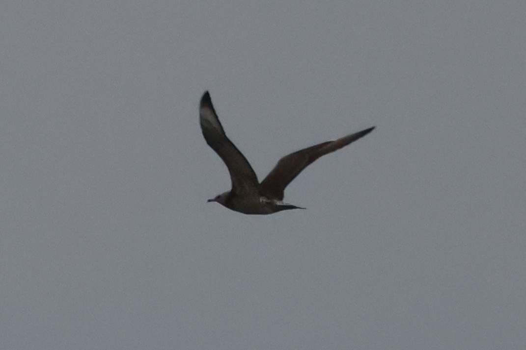 Parasitic Jaeger - ML645017463