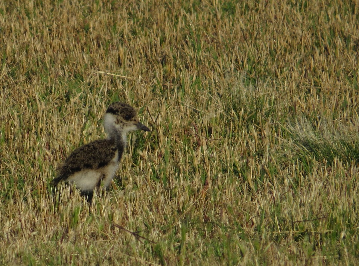Southern Lapwing - ML645017466