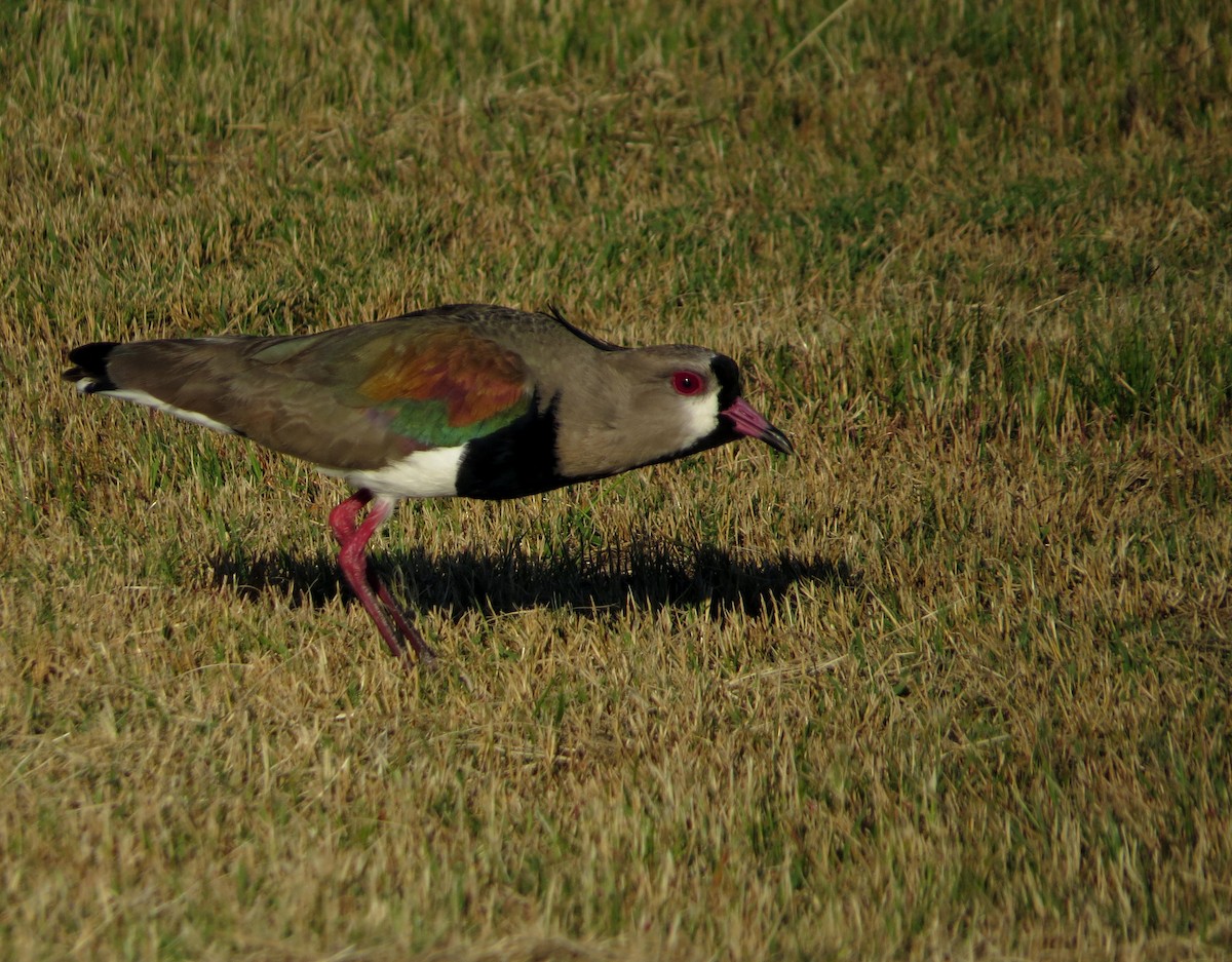 Southern Lapwing - ML645017467