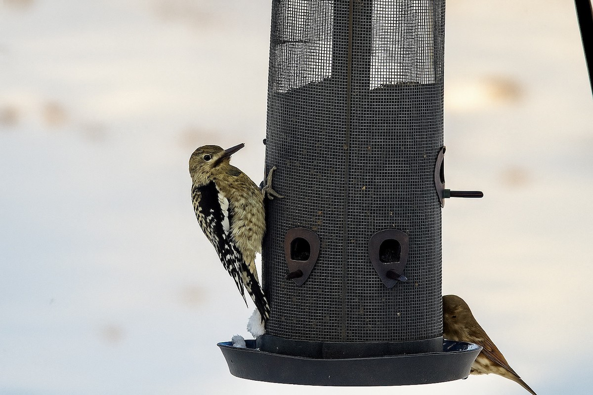 Yellow-bellied Sapsucker - ML645017480