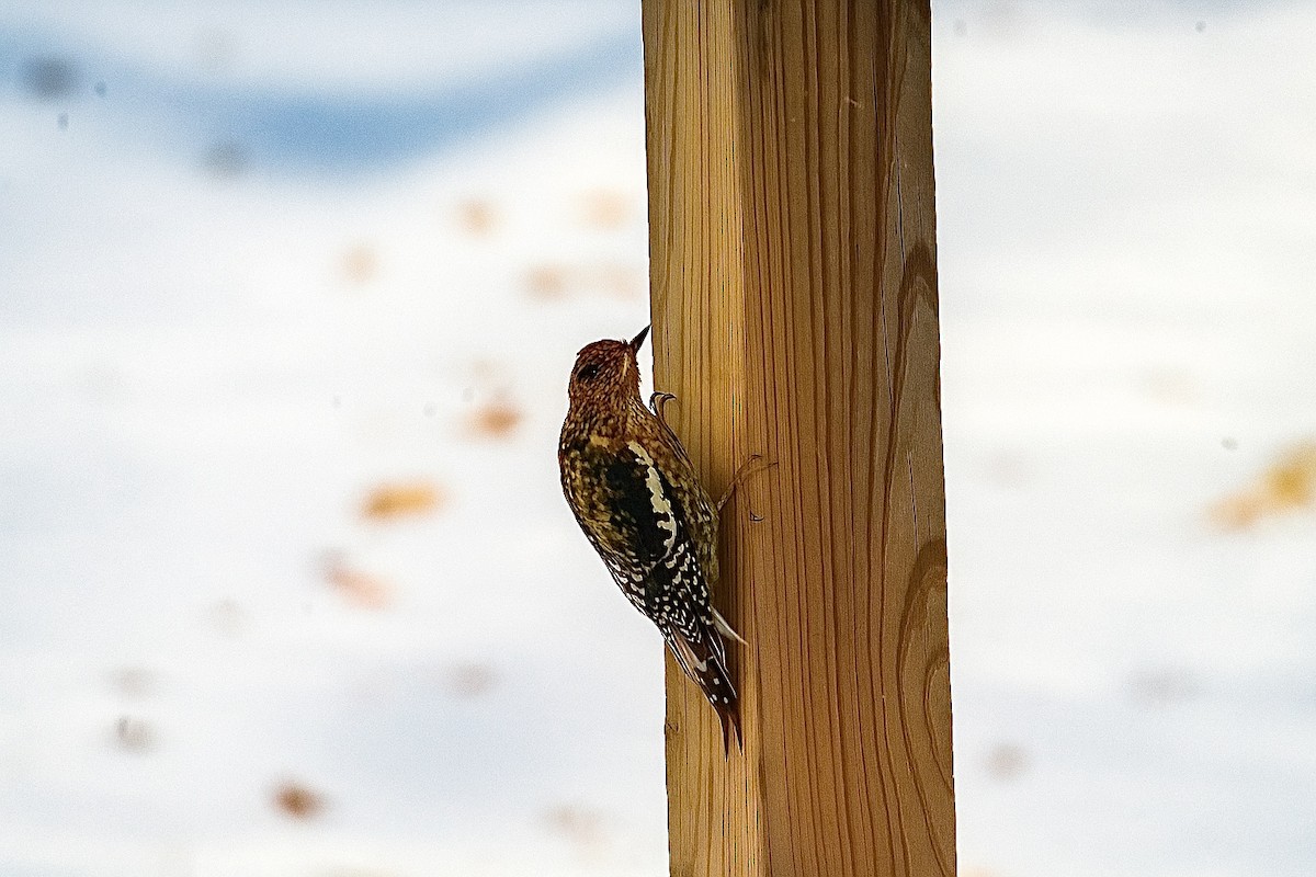 Yellow-bellied Sapsucker - ML645017482