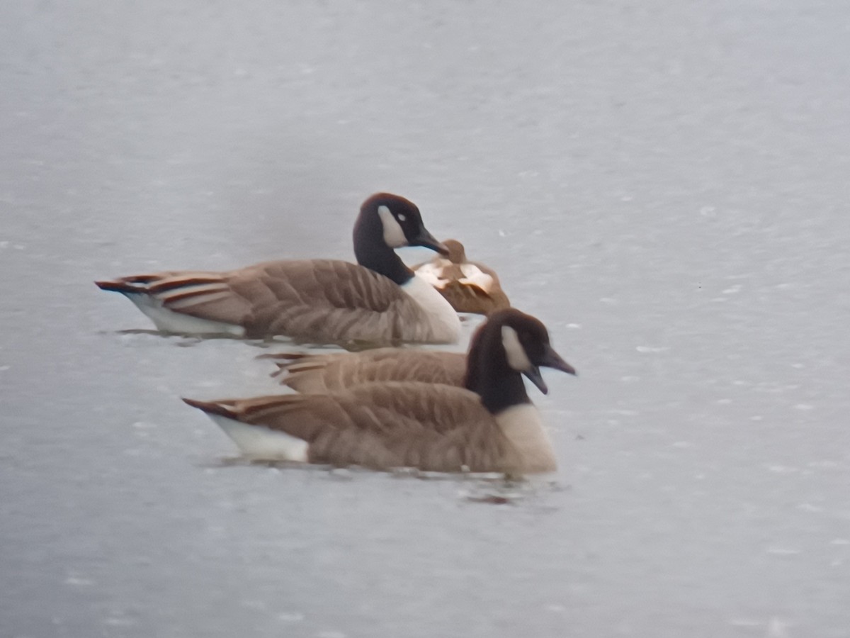 Mallard - ML645017492