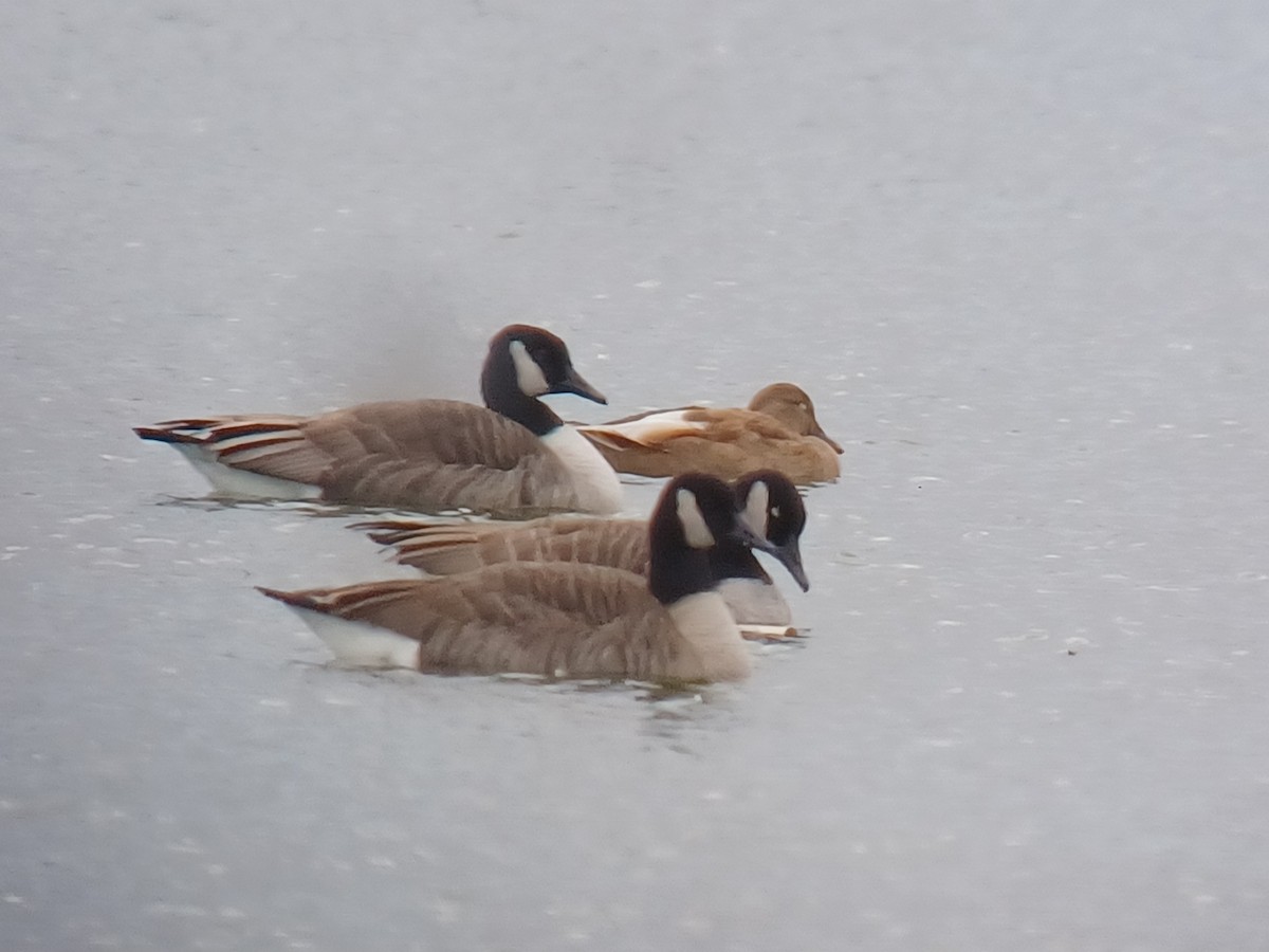 Mallard - ML645017493