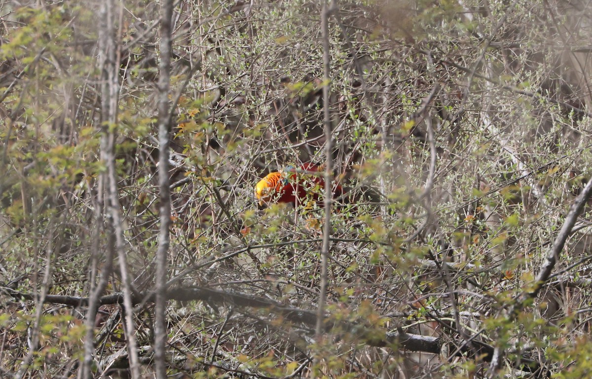 bažant zlatý - ML645017497