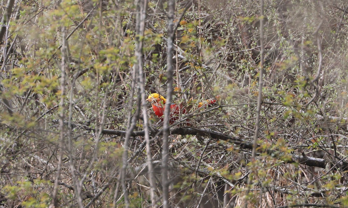 bažant zlatý - ML645017502