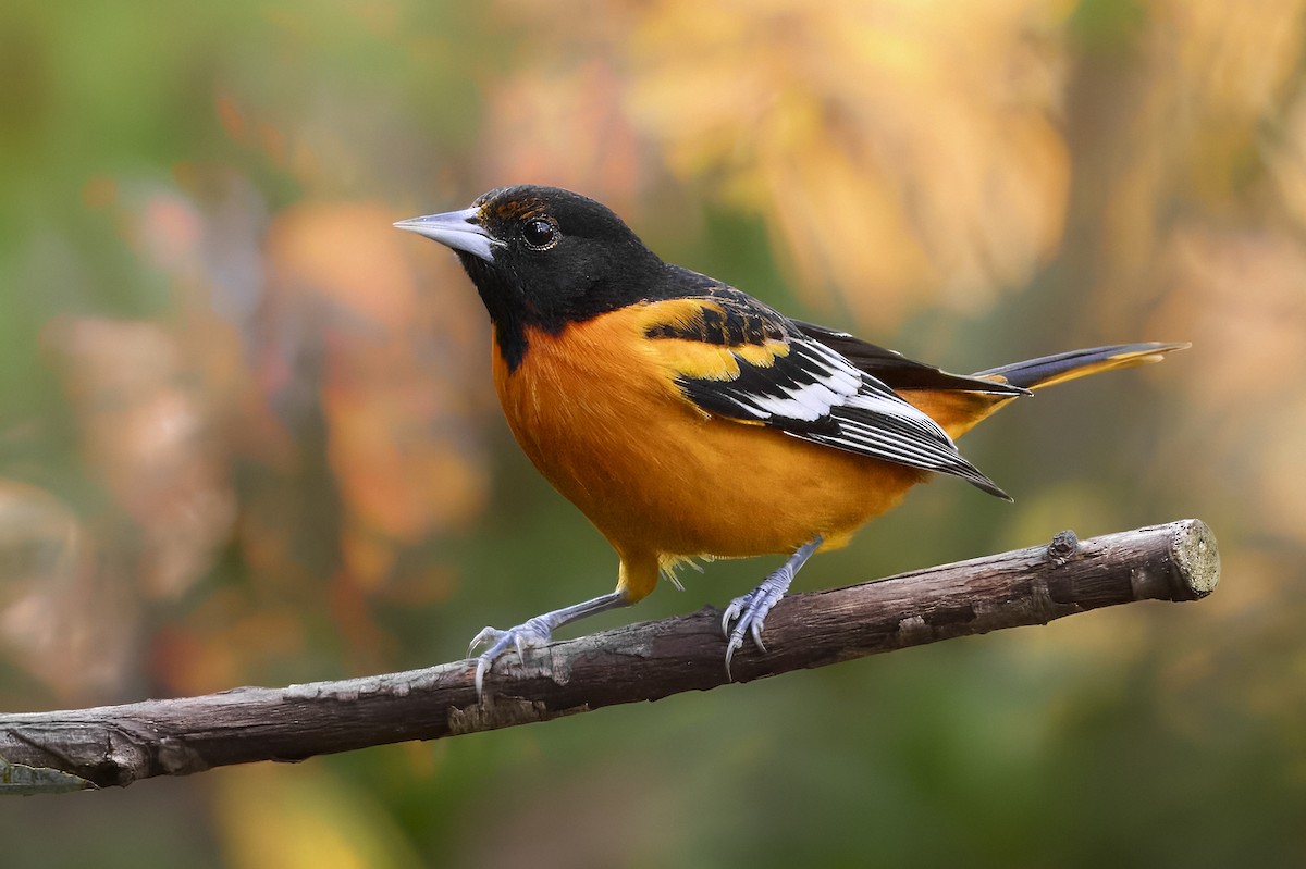 Baltimore Oriole - ML645017507