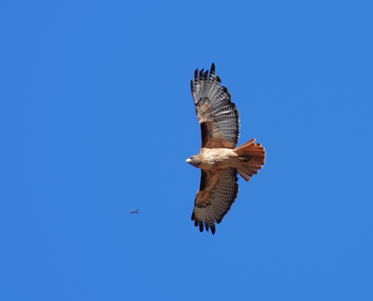 Red-tailed Hawk - ML645017509