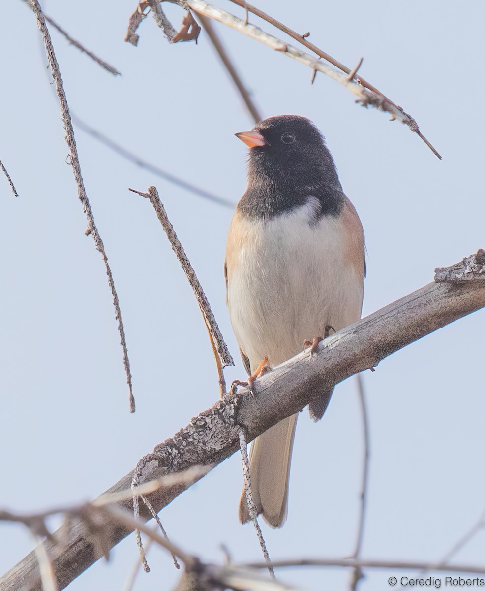 Серый юнко - ML645017522