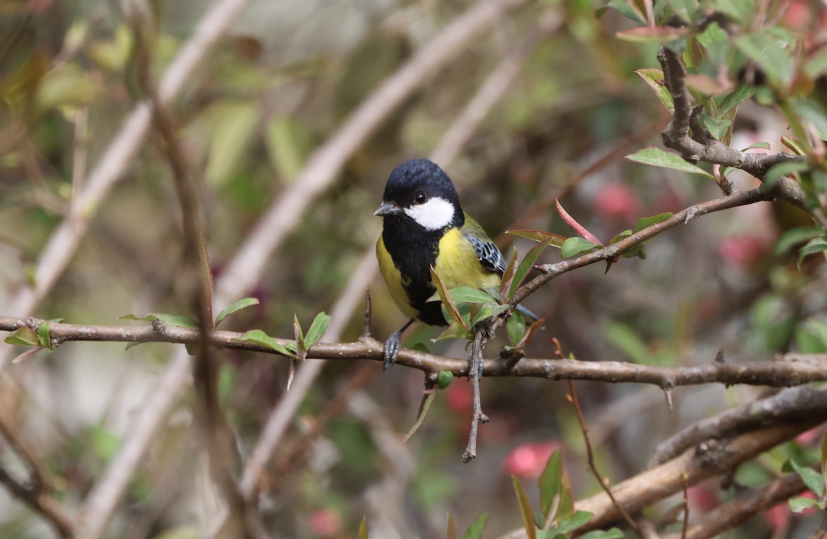 Carbonero Dorsiverde - ML645017525