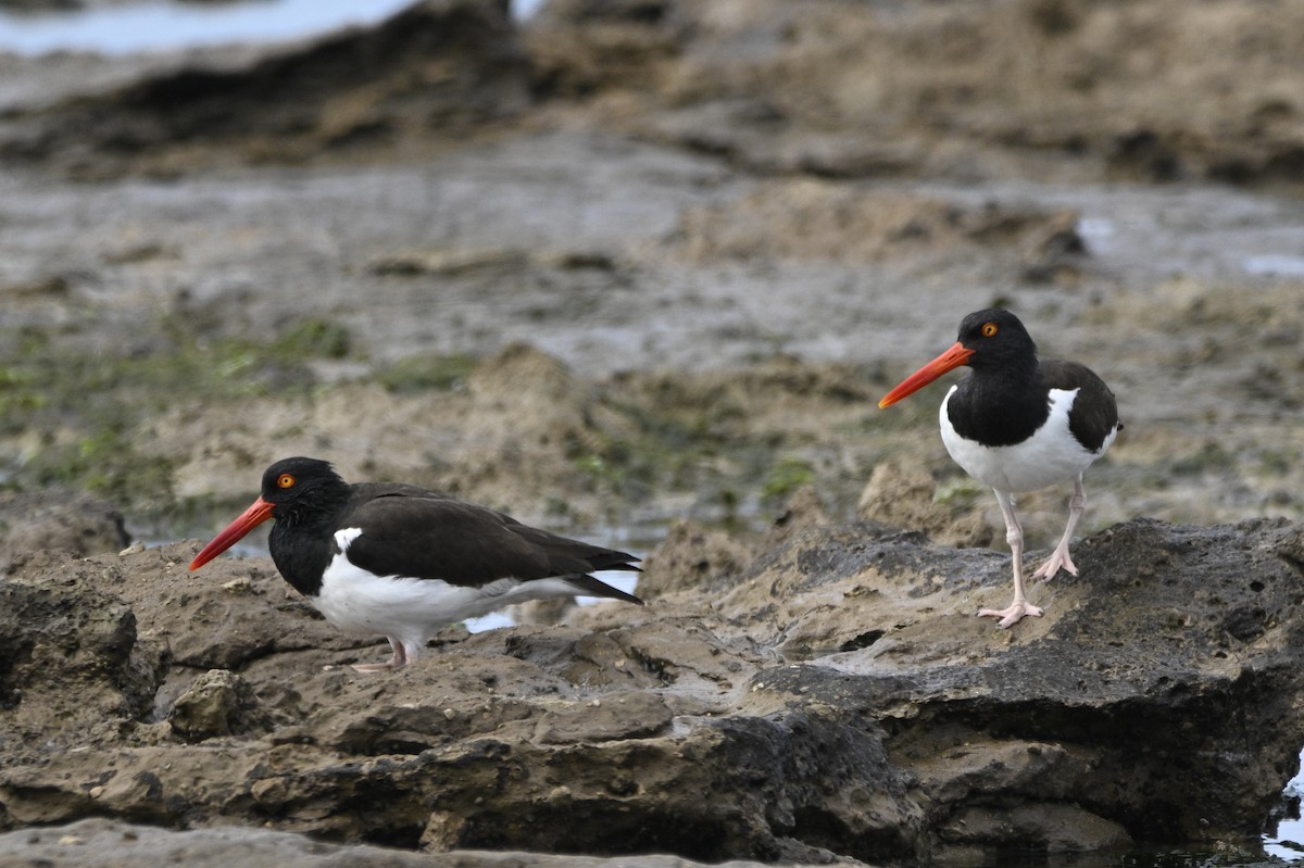 American Oystercatcher - ML645017534