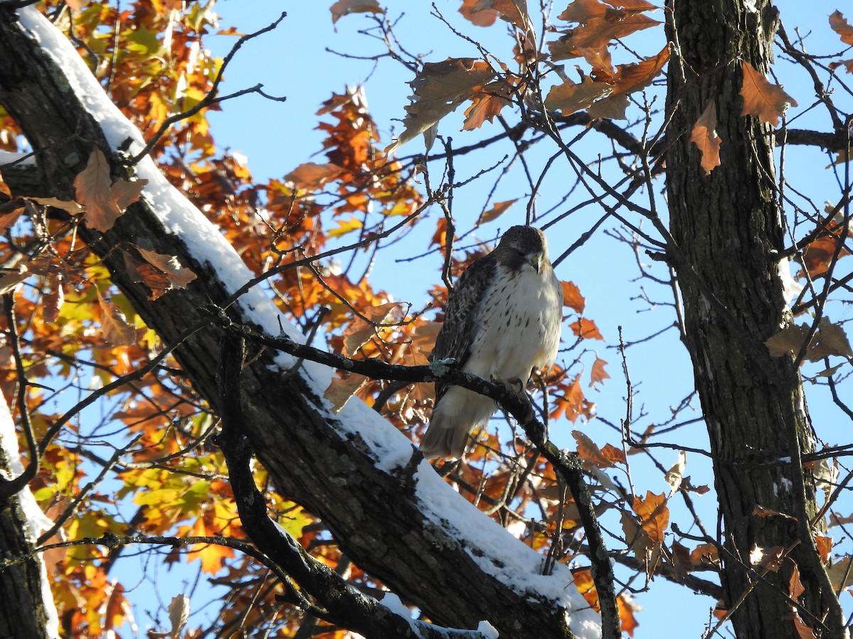 Red-tailed Hawk - ML645017535