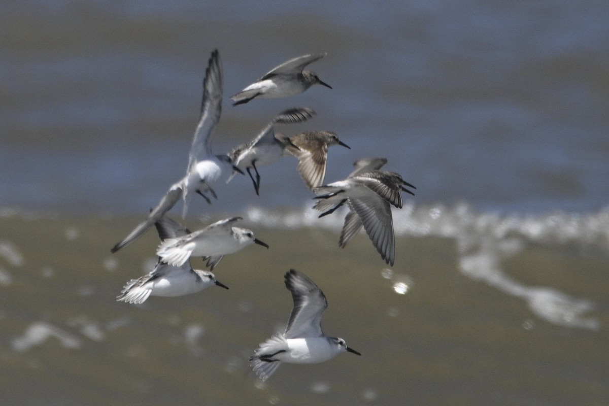 Weißbürzel-Strandläufer - ML645017545