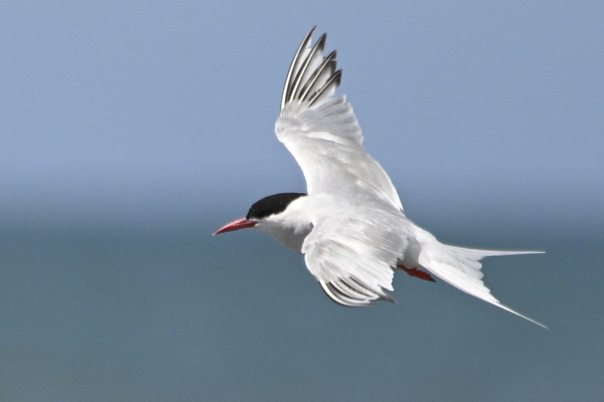 South American Tern - ML645017558