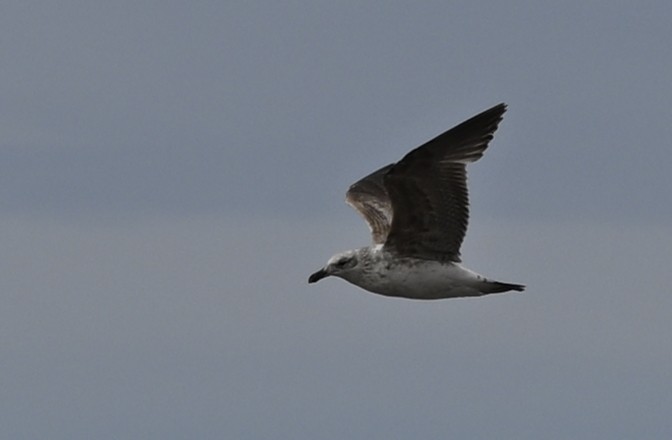 Kelp Gull - ML645017569