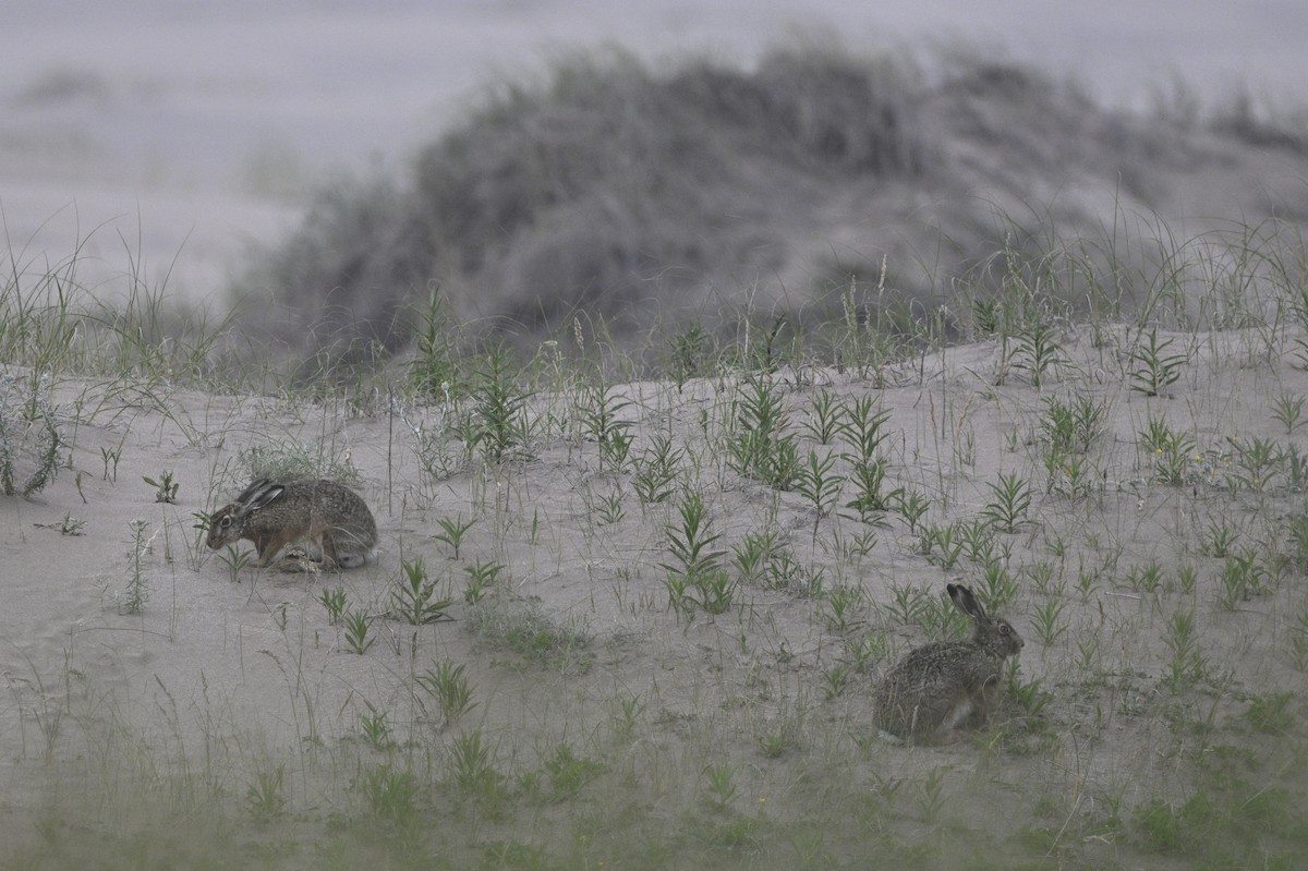 Brown Hare - ML645017593