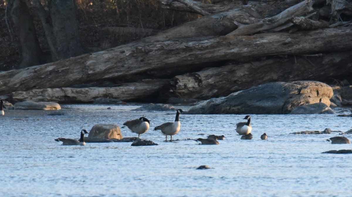 dabbling duck sp. - ML645017605