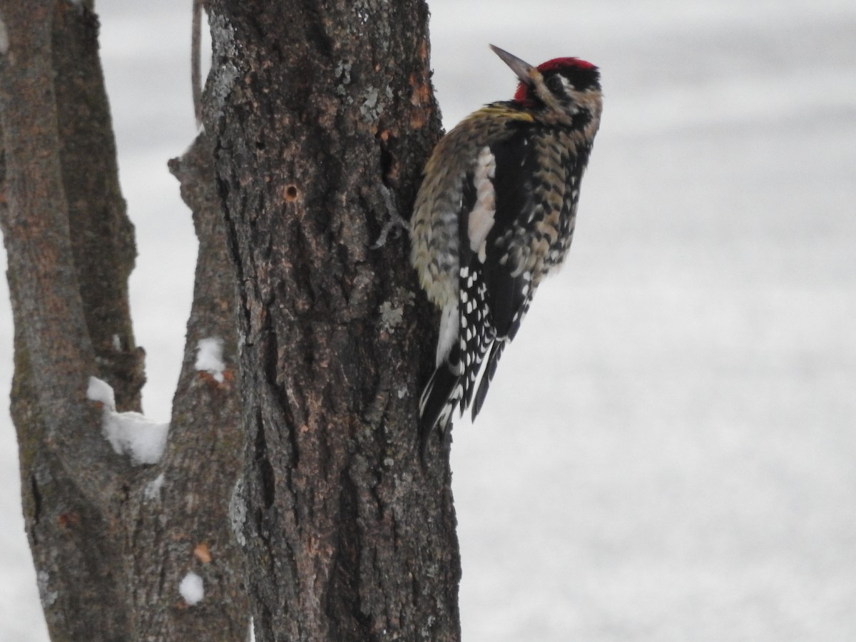Yellow-bellied Sapsucker - ML645017611
