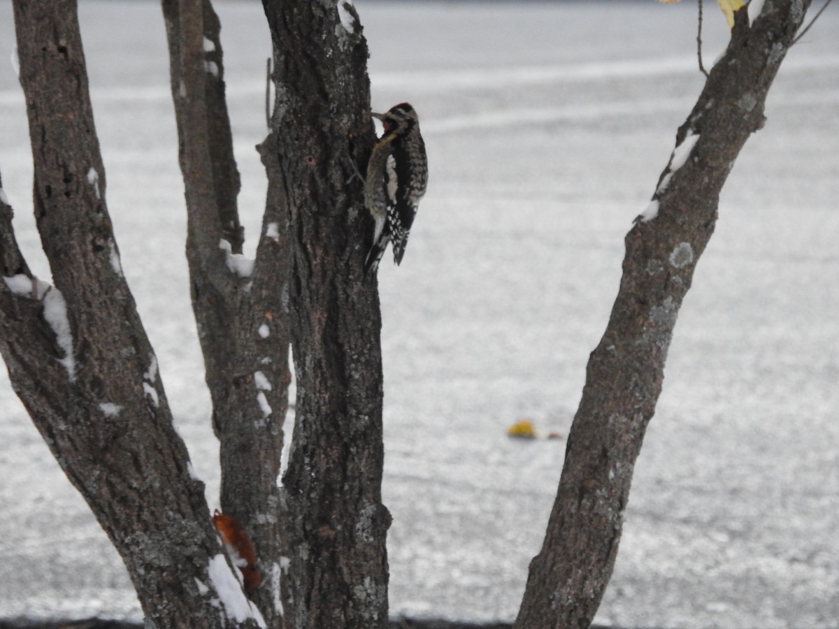 Yellow-bellied Sapsucker - ML645017612