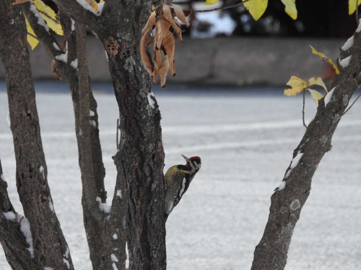 Yellow-bellied Sapsucker - ML645017613