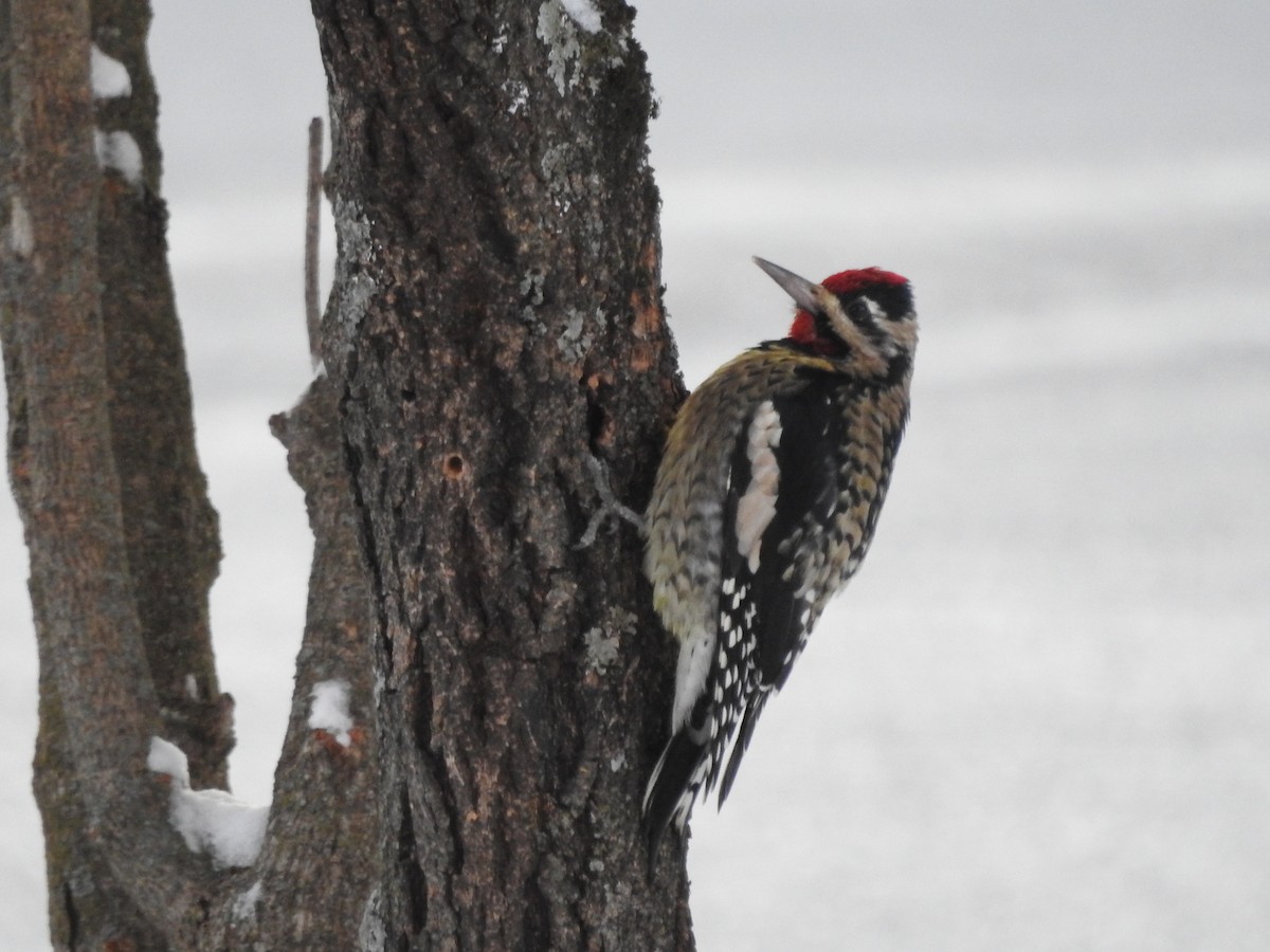 Yellow-bellied Sapsucker - ML645017614