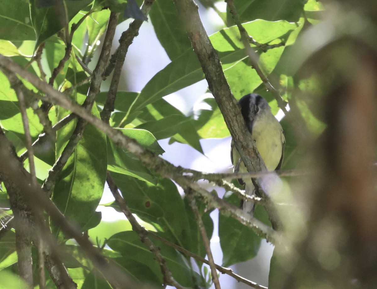 Rufous-margined Antwren - ML645017615