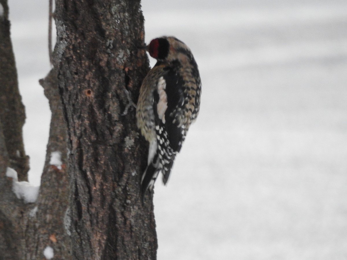 Yellow-bellied Sapsucker - ML645017616