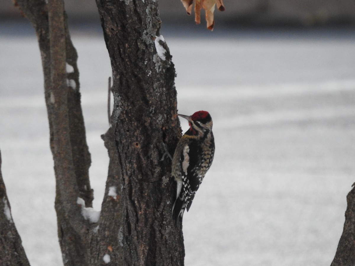 Yellow-bellied Sapsucker - ML645017617