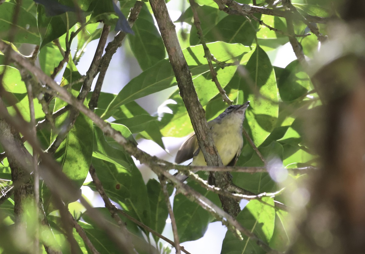 Rufous-margined Antwren - ML645017620