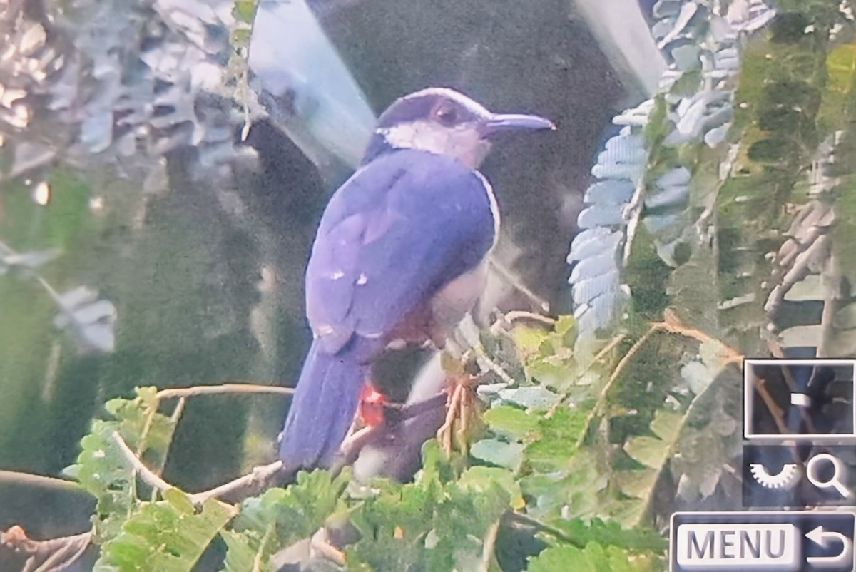 Red-billed Helmetshrike - ML645017630