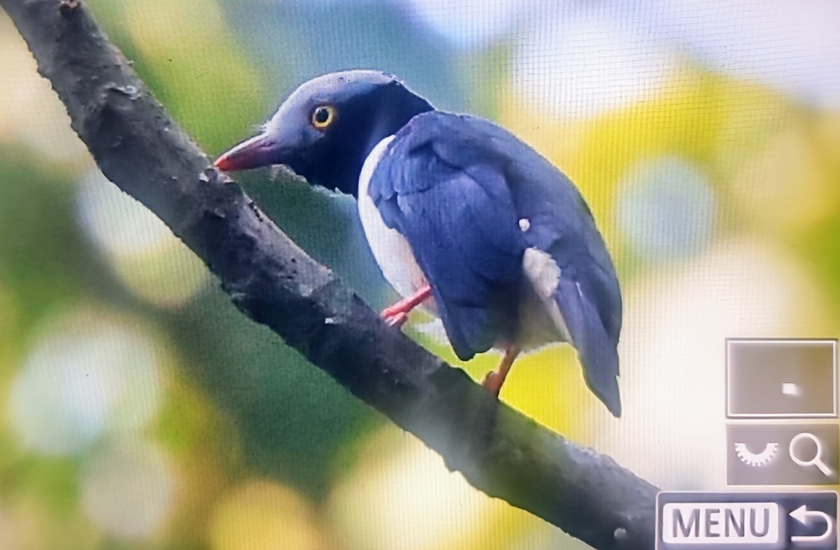 Red-billed Helmetshrike - ML645017631