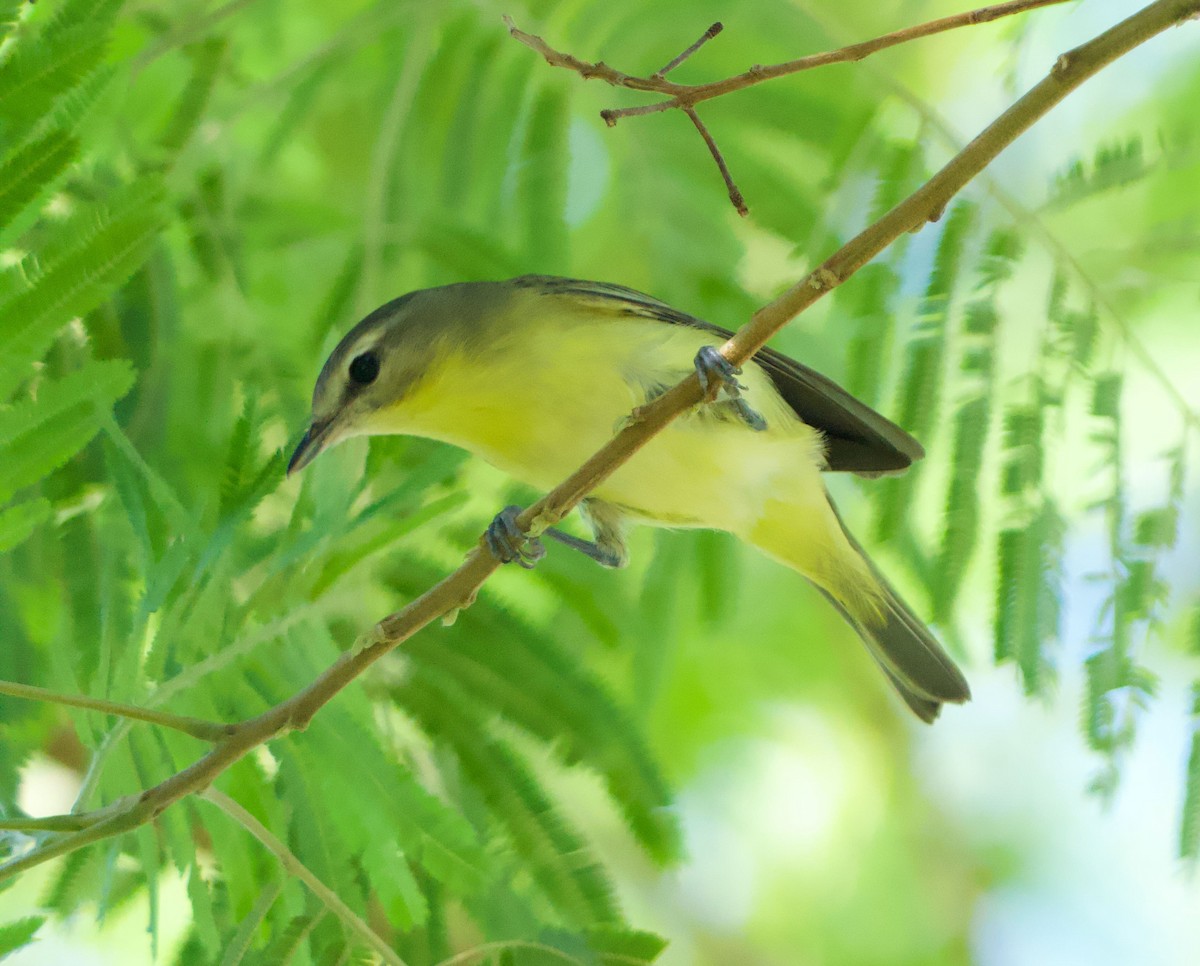 Philadelphia Vireo - ML645017644