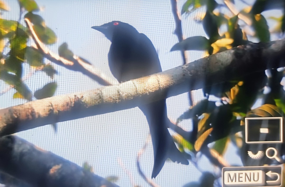 Velvet-mantled Drongo (Fanti) - ML645017655