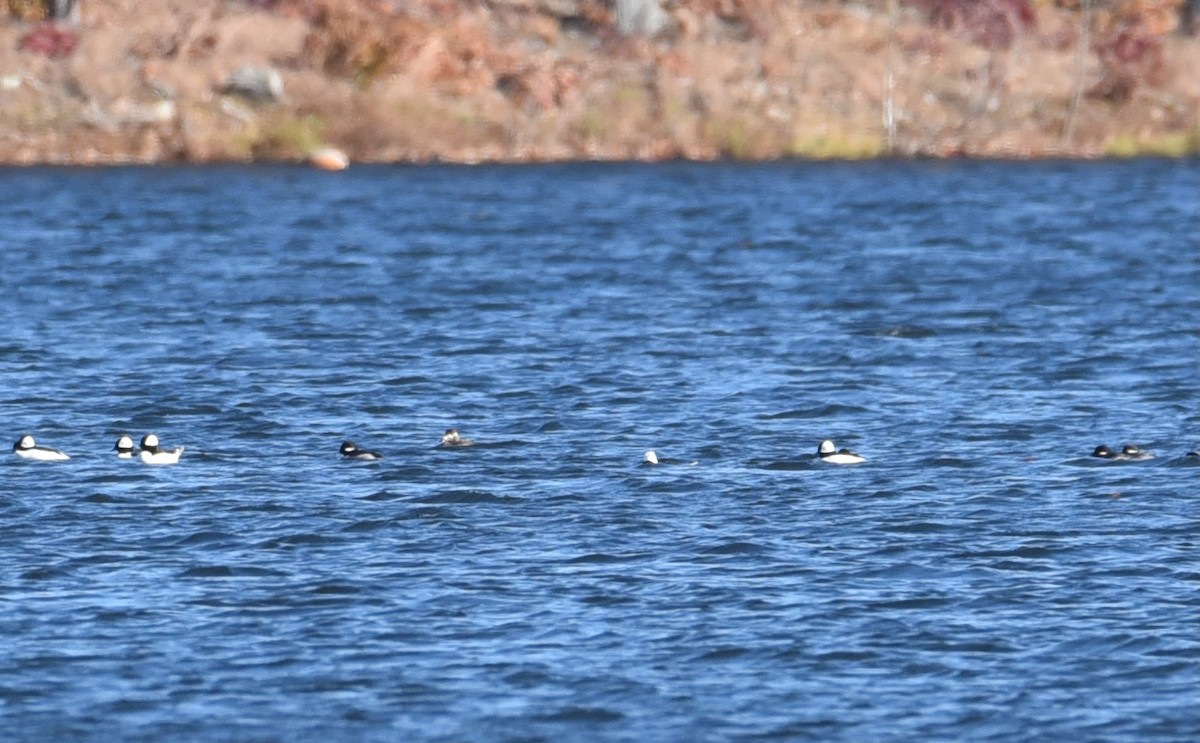 Surf Scoter - ML645017669