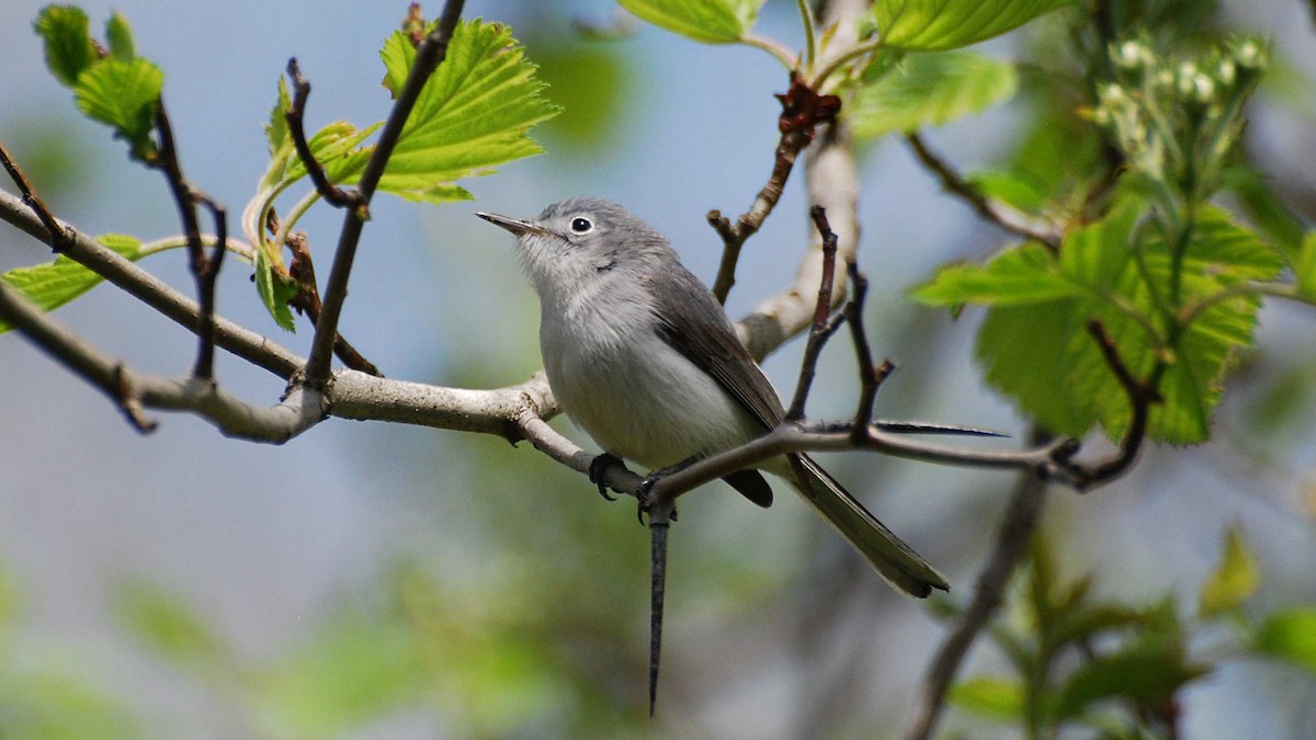 Blue-gray Gnatcatcher - ML645017671