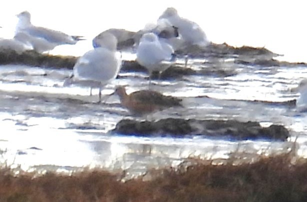 Кульон американський - ML645017678