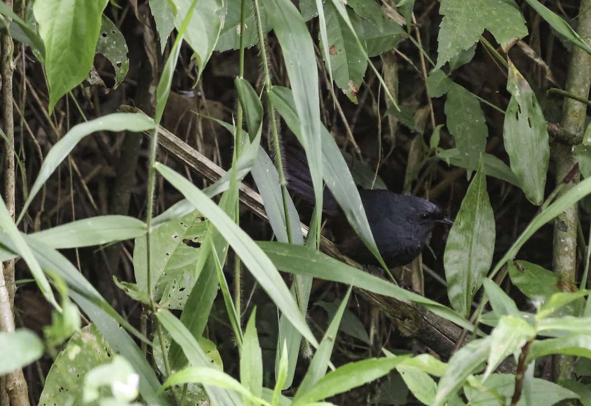 Сизый щетинколоб - ML645017680