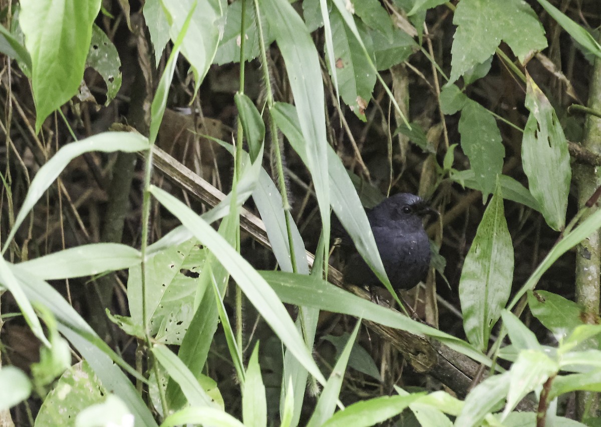 Сизый щетинколоб - ML645017681