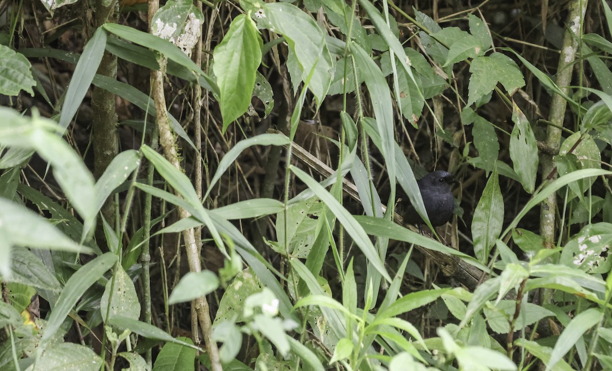 Сизый щетинколоб - ML645017682