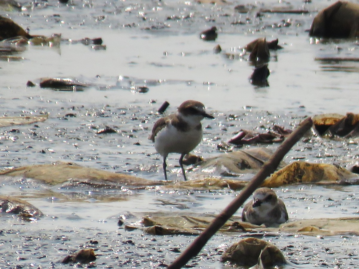 Tibet Cılıbıtı - ML645017716