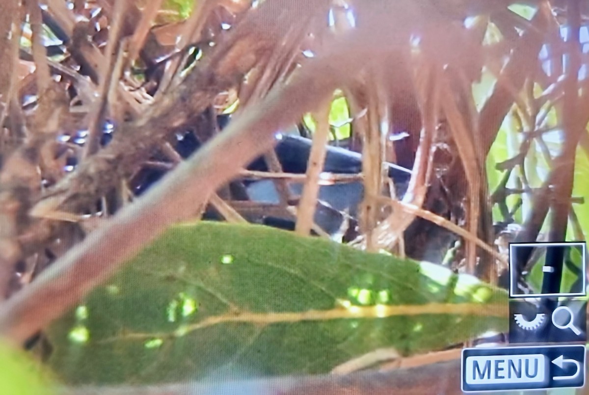 Magpie Mannikin - ML645017721