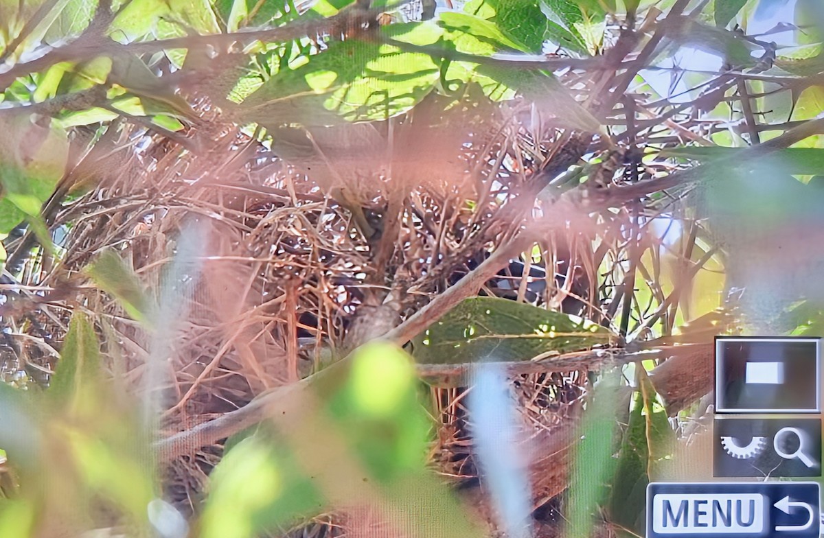 Magpie Mannikin - ML645017722