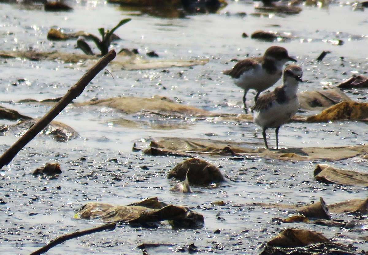 Tibet Cılıbıtı - ML645017726