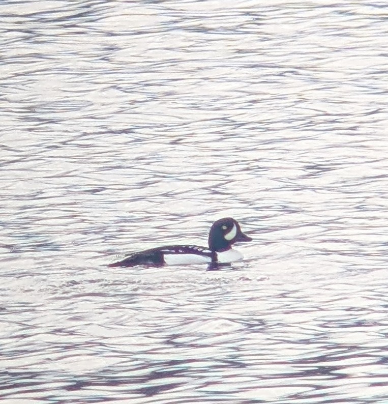 Barrow's Goldeneye - ML645017729